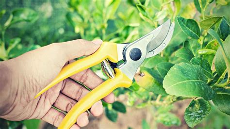 hand pruner hermes|7 Best Hand Pruners For Small Hands: Features, Pros, and Cons.